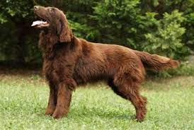 Vip puppies works with responsible dog breeders across the usa. Flat Coated Retriever Vs Golden Retriever Breed Comparison