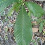 Image result for Tetracera alnifolia
