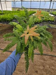 Image result for Adiantum hispidulum