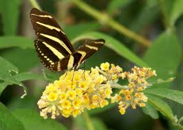 Maybe you would like to learn more about one of these? Yellow And Black Butterfly Meaning Spiritual Biblical Meaning