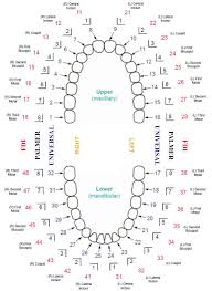 Updated Dental Tooth Numbering Chart With Multiple Systems Shown Dental Assisting And Hygiene Tutoring Online Internatio Dental Anatomy Dental Charting Dental