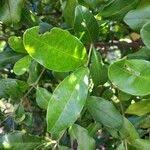 Image result for Cassinopsis