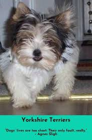 Want To Know More About Yorkshire Terriers Simply Click Here To Get More Information Yorkshi Yorkie Yorkshire Terrier Yorkshire Terrier Toy Yorkshire Terrier