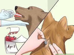Maybe you would like to learn more about one of these? How To Diagnose Heartworms In Dogs 13 Steps With Pictures