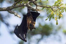 Can you keep bats as pets? Fruit Bats As Pets Guidelines And Tips Is It Legal To Have Fruit Bats As Pets