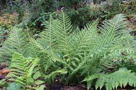 Image result for Athyrium lewalleanum