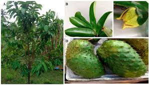 Image result for Annonaceae