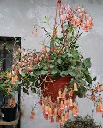 Kalanchoe Pinnata Yerba Bruja Hoja Del Aire Nombre Cientifico Kalanchoe Pinnata Bryophyllum Pinnatum Plantas Suculentas Plantas Bonitas