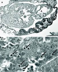 Jangan lupa sampaikan anda mendapat info lowongan kerja dari loker sukabumiid. Immunobiology Of Biomphalaria Trematode Interactions Springerlink
