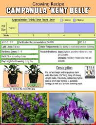 Campanula Kent Belle Terra Nova Nurseries Inc