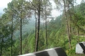The white orchid near banikhet market, banikhet 176303 hindistan. Trip To Dalhousie Khajjiar Chamba Vedantatree The Tree Of Knowledge