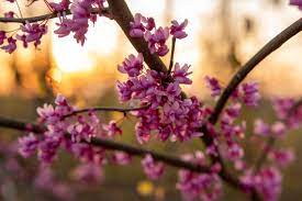 Check spelling or type a new query. Spring Tree Identification Wv Division Of Forestry