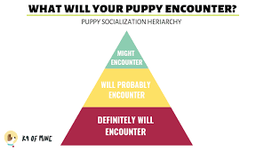 Featuring a guide that people can use to make sure they are introducing their puppy to a variety of people with 100 8.5 x 11 handouts per order, you will have plenty to pass out to new puppy owners. Puppy Socialization Checklist How To Socialize A Puppy 80 Stimuli