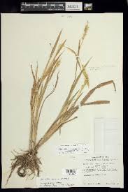 Image result for Echinochloa brevipedicellata