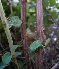 Image result for Snowberry White 1986 Currys