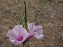 Image result for Ipomoea welwitschii