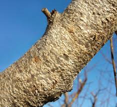 Did you get rid of the bugs on your bonsai tree? Check Fruit Trees For Scale Pests Nc State Extension