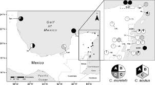 Map Of C Acutus Black Triangles And C Moreletii White