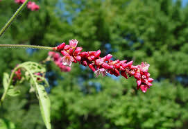 Image result for Vismia orientalis