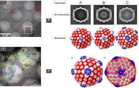 It consists of two unique regions, u l (unique long), comprising 82% and the u s (unique short) comprising 18%, flanked by the repeated regions a, b, and c (fig. In Situ Structure Determination Of Virus Capsids Imaged Within Cell Nuclei By Correlative Light And Cryo Electron Tomography Prelights