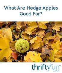 The belief about the use of hedge apples for insect control is widespread and. What Are Hedge Apples Good For Hedge Apples Hedge Apples Uses Edible Wild Plants