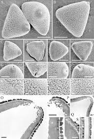 Image result for Faurea rochetiana