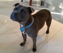 Purebred English Staffordshire Bull Terrier Blue Fawn Brindle 5yr Male Amazing Family Pet Staffy Blue Dog Storm The Staffordshire Staffy English St