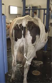 Bloat is the symptom that occurs when a ruminant animal cannot burp. Noninfectious Diseases Of The Gastrointestinal Tract Veterian Key