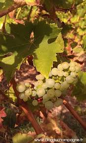 Pin On Miguel Chan Wine Journal