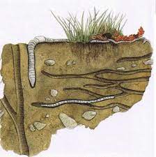Galerie Ver De Terre Ver De Terre Terre Terre Dessin