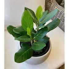 Image result for Ficus verruculosa