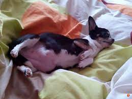 Chihuahua Pregnant Chihuahua Tema