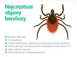 Neléčená borelióza může vést k závažnému poškození nervového systému. Borelioza Jakie Sa Najczestsze Objawy Twojezdrowie Pl