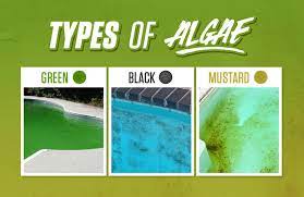 Many are designed to work within 24 hours and are compatible with universal filters. Types Of Pool Algae And How To Eliminate Them Poolsupplyworld Blog