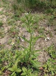 Image result for Cynoglossum coeruleum