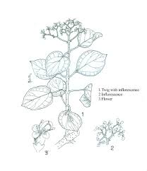 Image result for Premna velutina