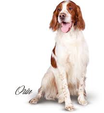 Image result for irský červenobílý setr