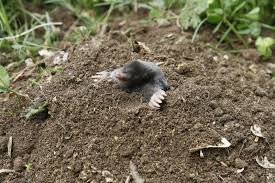 Zeichen eines maulwurfs im garten. Tipps Gegen Maulwurfe Im Garten Ç€ Husmann Blog