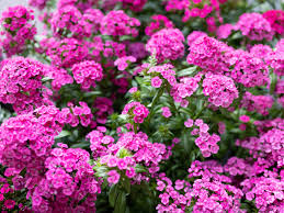 Life cannot get any better! The 10 Best Smelling Plants For Your Garden