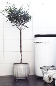 Olive Tree Olivtrad Krukor Vaxter