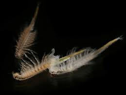 To keep a betta healthy, remember to provide him with plenty of keep your betta in a tank of at least 10 gallons (about 38 liters), and make sure that a minimum of 5. Fairy Shrimps Cysts Alternative Live Feed Betta Guppy Discus Tropical 4 Capsule Ebay