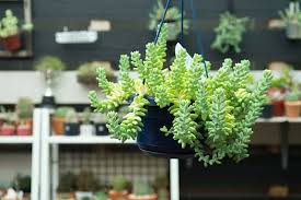 The best light for a cactus. Burro S Tail Buying Growing Guide Trees Com