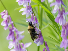 It has advantages too compared to buying a package! Plants To Attract Honey Bees To Your Garden Kellogg Garden Organics