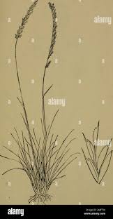 Image result for Tripogon