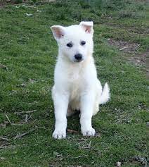 White German Shepherds For Sale