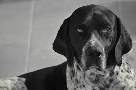 If you have never had a german shorthaired pointer mix before, look at the top 8 most popular crossbreeds listed, and see which one might fit for you and your family. English Pointer Dog Breed Information And Pictures Petguide