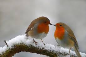 Birds With Red Heads Uk Birds In Snow Desktop Nexus Wallpapers Pretty Birds Colorful Birds Beautiful Birds