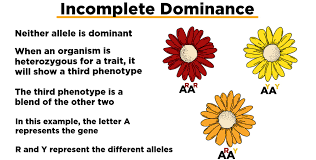 Codomiance in genetics refers to: Incomplete Dominance Definition Examples Expii
