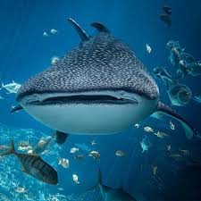 Image result for Shark