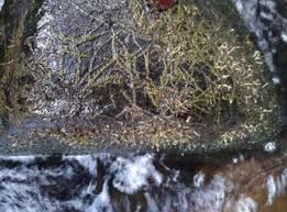 Image result for Inversodicraea